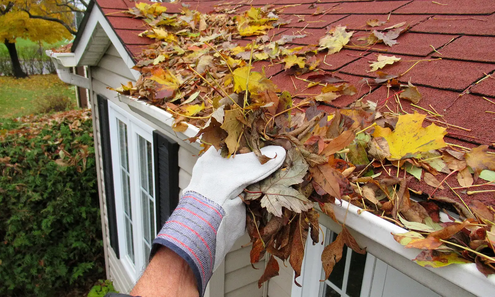 Leaf Protection in Denton, TX